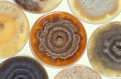 This is a picture of mould in petri dishes.